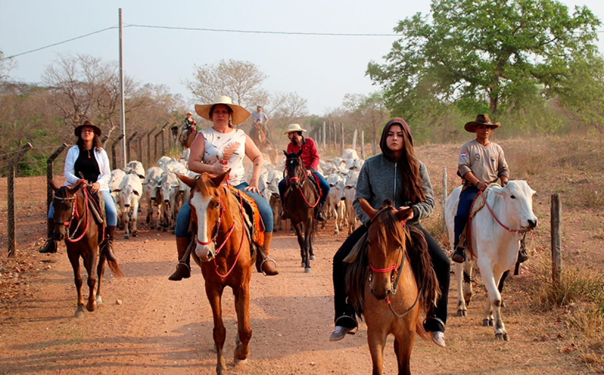 Cavalgar com uma verdadeira comitiva boiadeira é possível no Pantanal  sul-mato-grossense – Turismo MS