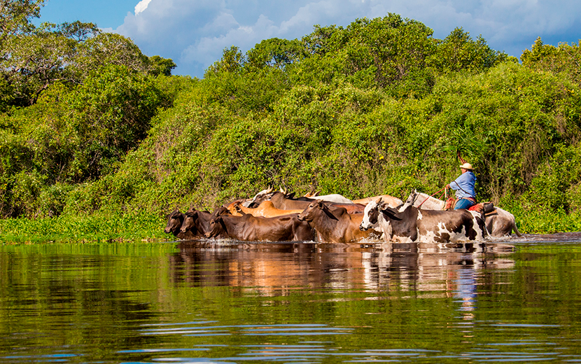 Comitiva de peão de boiadeiro em Mato Grosso do Sul, Stock image