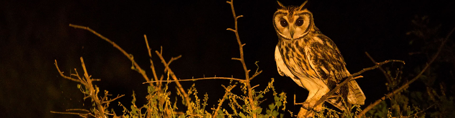 Focagem Noturna na Fazenda San Francisco Pantanal