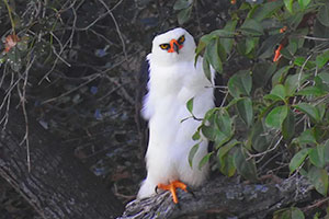 Observação de aves no Buraco das Araras - Meio Período