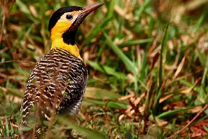 Observação de Aves na Estância Mimosa - Cachoeiras em Bonito-MS